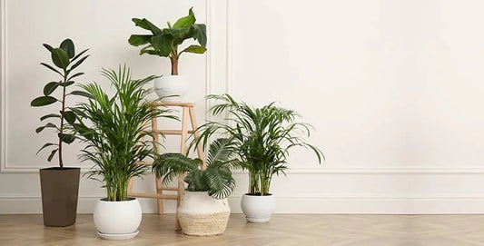 10 Plantas para Purificar el Aire de tu Hogar: Belleza Verde que Mejora tu Ambiente Interior