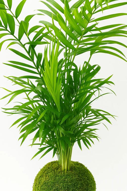 Chama Kokedama