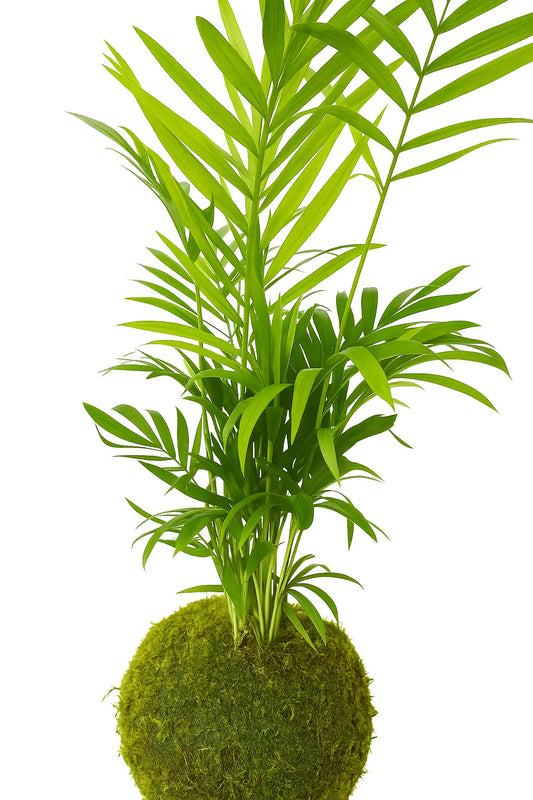 Kokedama Chamadorea mini