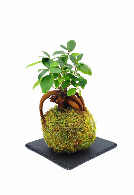 Planta de Ficus Ginseng en Kokedama