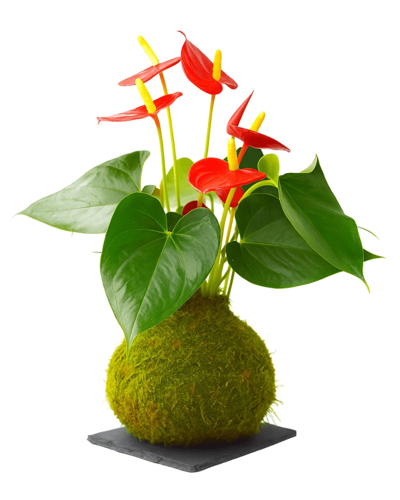 Anturio Kokedama