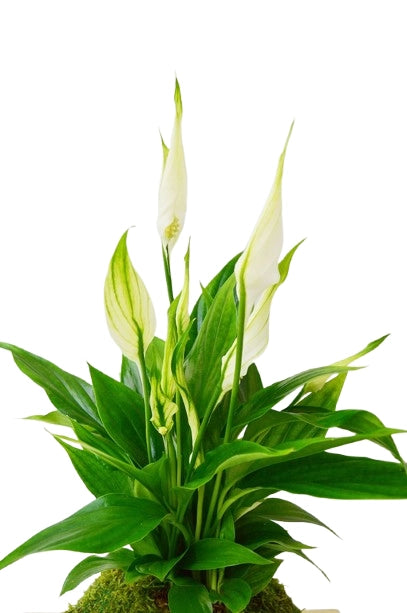 Cuna de Moisés Kokedama