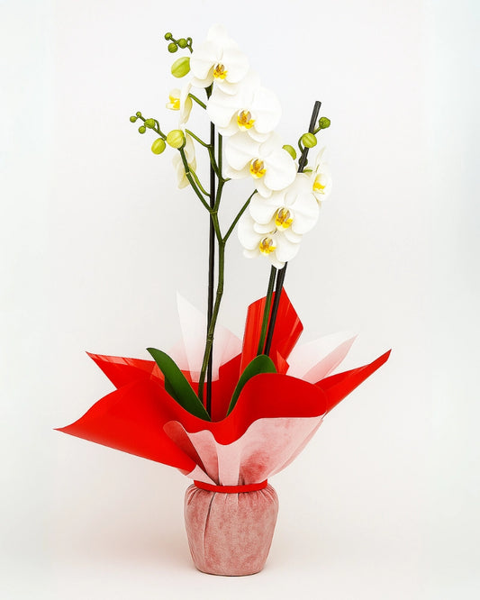 ORQUÍDEA BLANCA DE 2 VARAS | ENTREGA EN MADRID