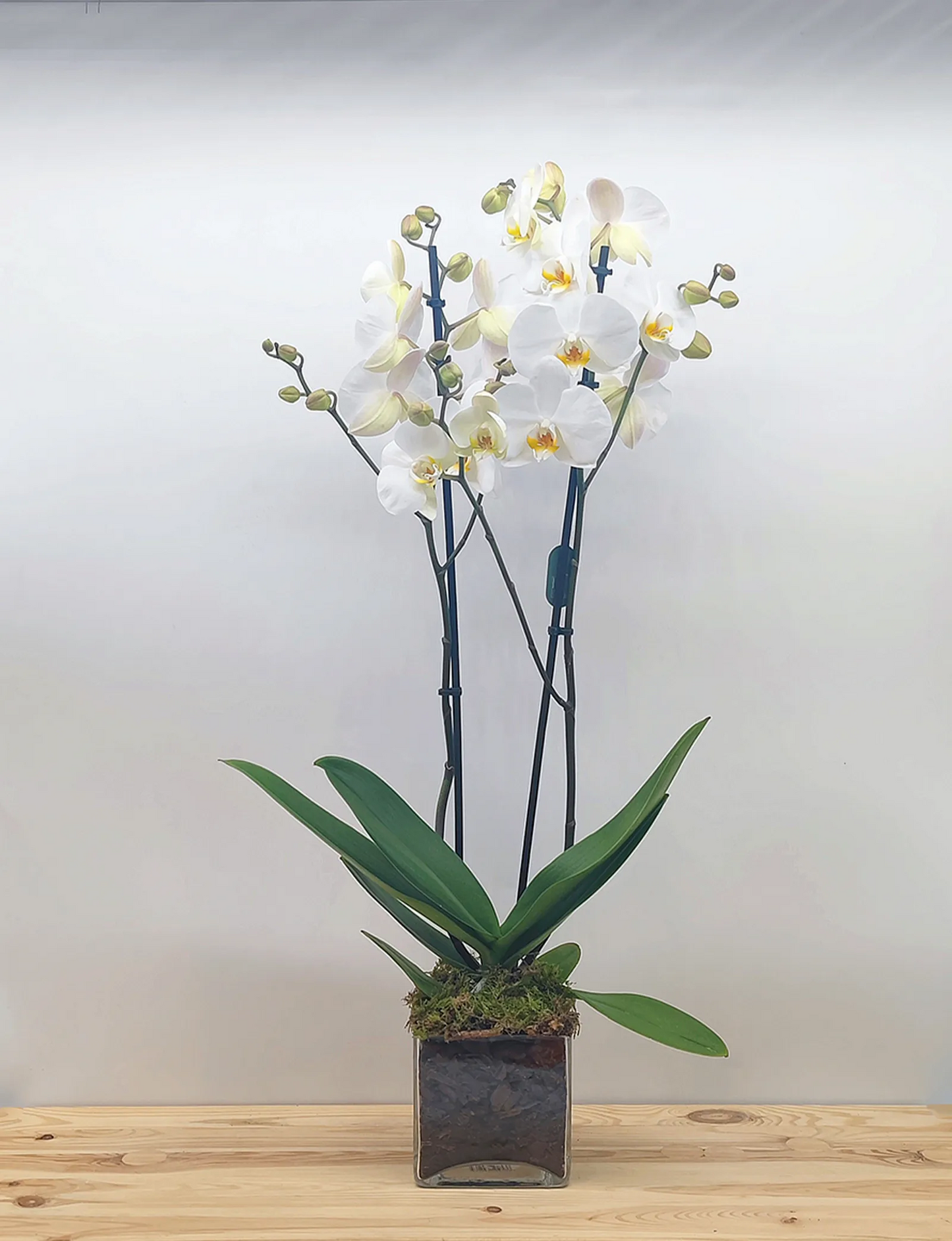 Orquídea en maceta de cristal
