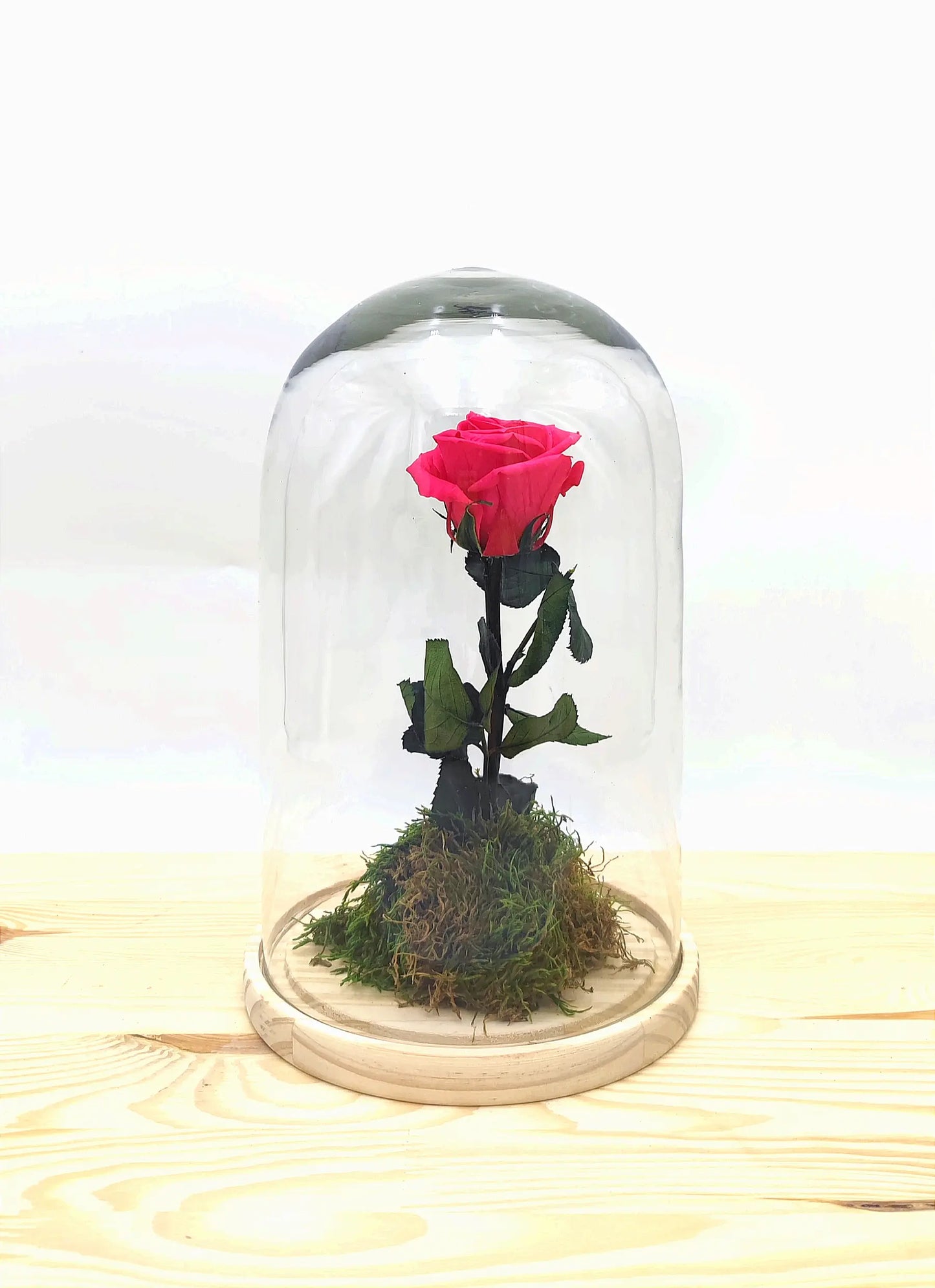 Rosa fucsia eterna en cúpula de cristal de 25 cm de altura