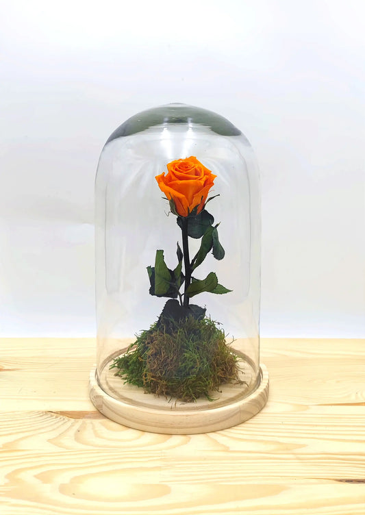 Rosa eterna naranja en urna de cristal - Regalo cálido y original con conservación duradera en Madrid