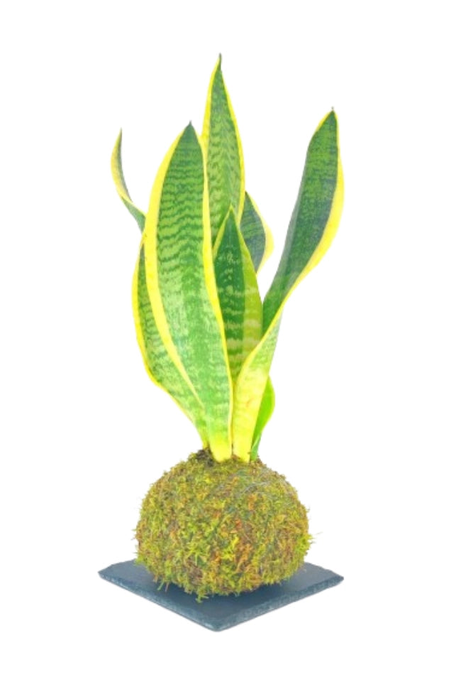 Sansevieria Kokedama