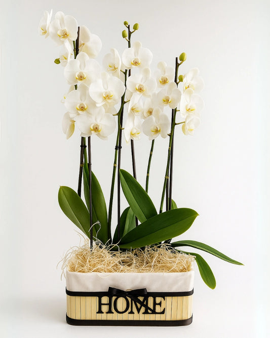 Cesta de regalo con dos orquídeas blancas para nueva casa