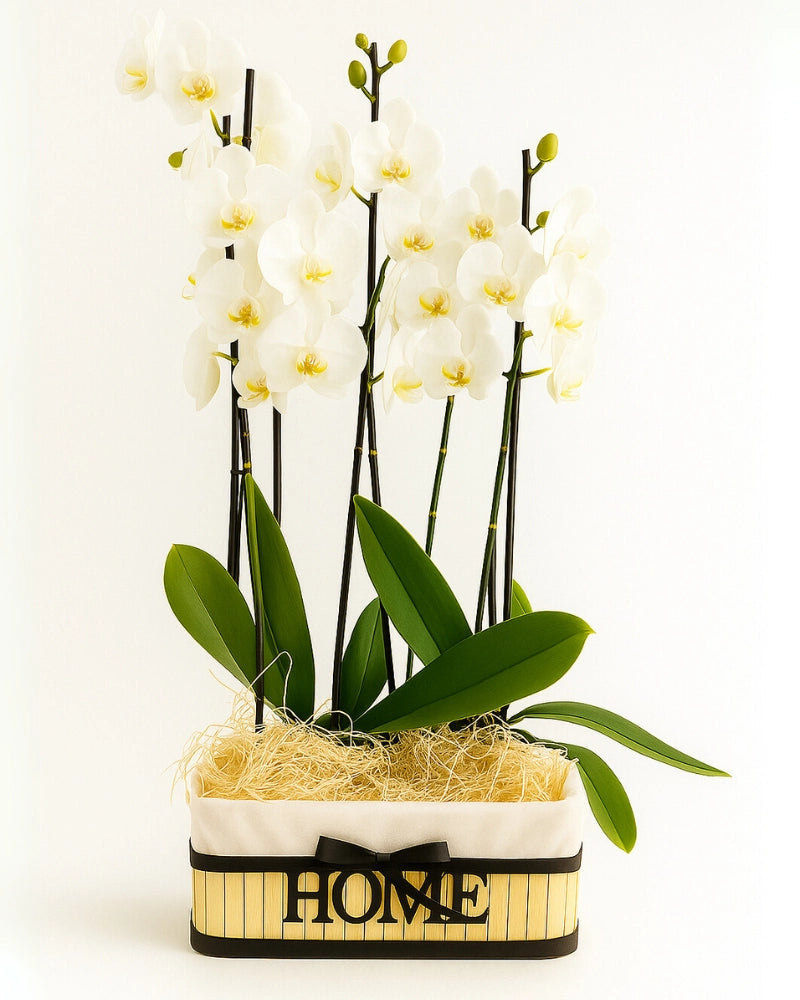 Orquídeas blancas en cesta con letras HOME – Regalo de bienvenida
