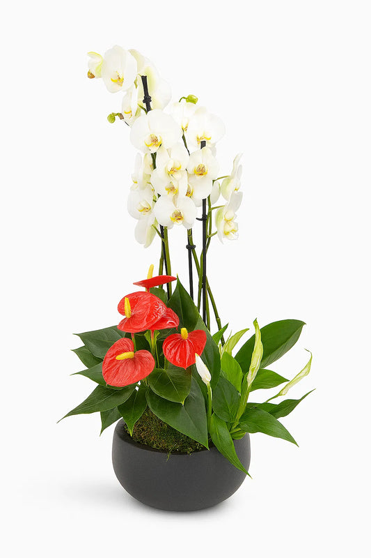 Orquídea blanca con anturios rojos y spathiphyllum en maceta negra, vista frontal