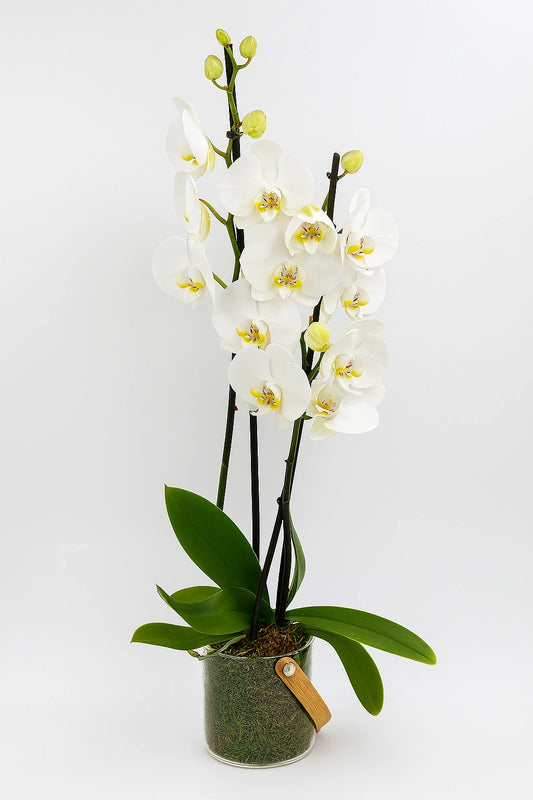 Detalle del asa de madera y musgo en la base de cristal del modelo KORA