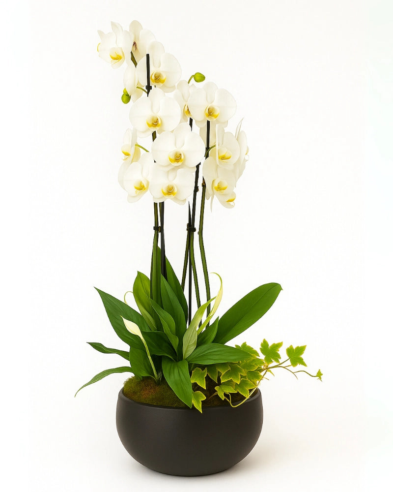 Arreglo floral Naia con orquídea blanca, spathiphyllum e hiedra en maceta oscura – estilo zen Madrid