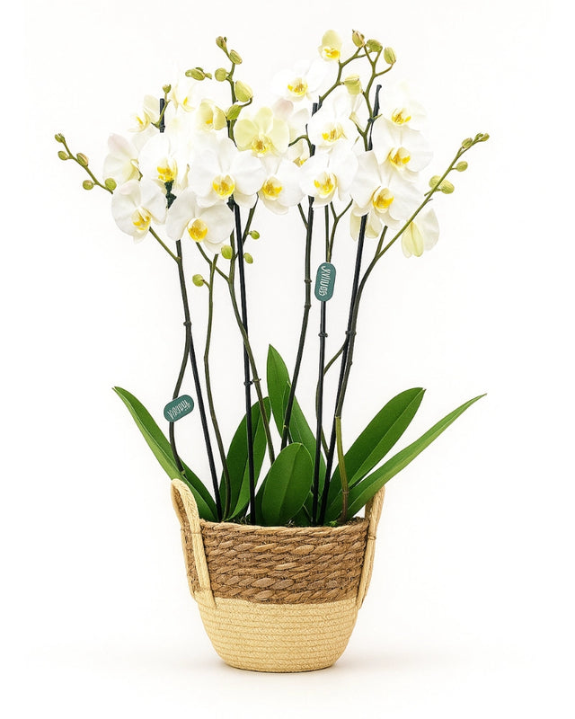 Orquídea blanca en cesta natural con varias varas floridas – Flores La Paz