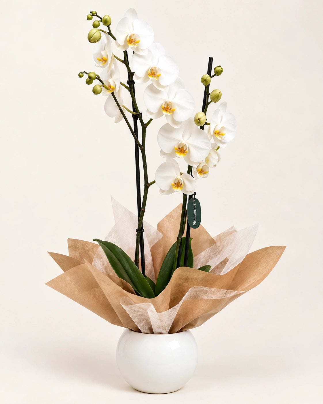 Orquídea blanca de 2 varas con maceta decorativa – Flores La Paz