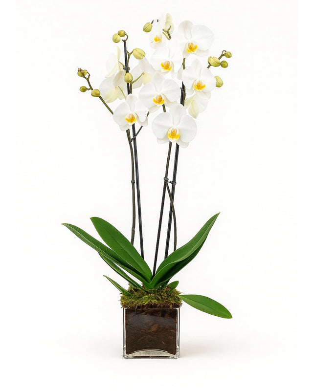 Orquídea blanca en maceta de cristal con musgo natural vista frontal