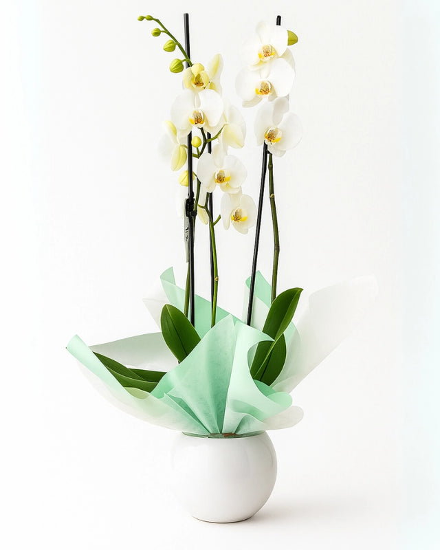 Orquídea blanca premium de 3 varas con envoltorio elegante. Flores La Paz Madrid