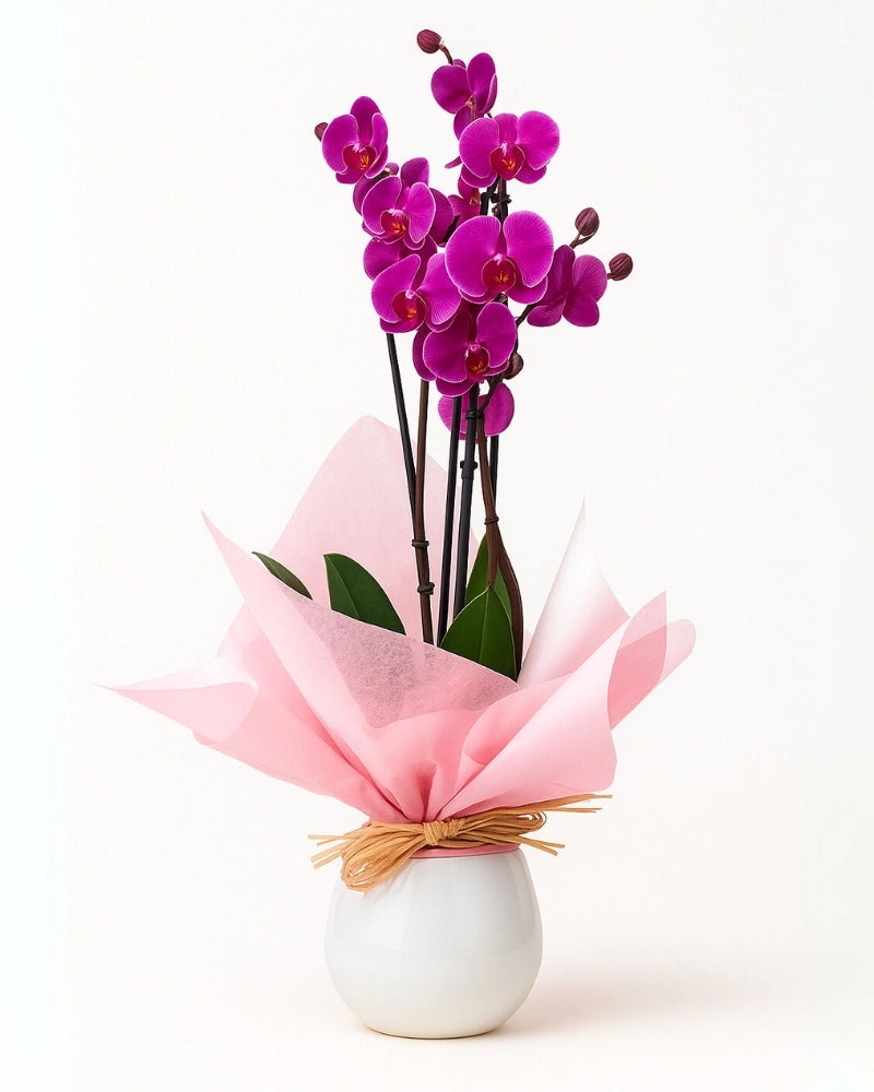 Orquídea morada premium de 3 varas envuelta en papel rosa y lazo de rafia