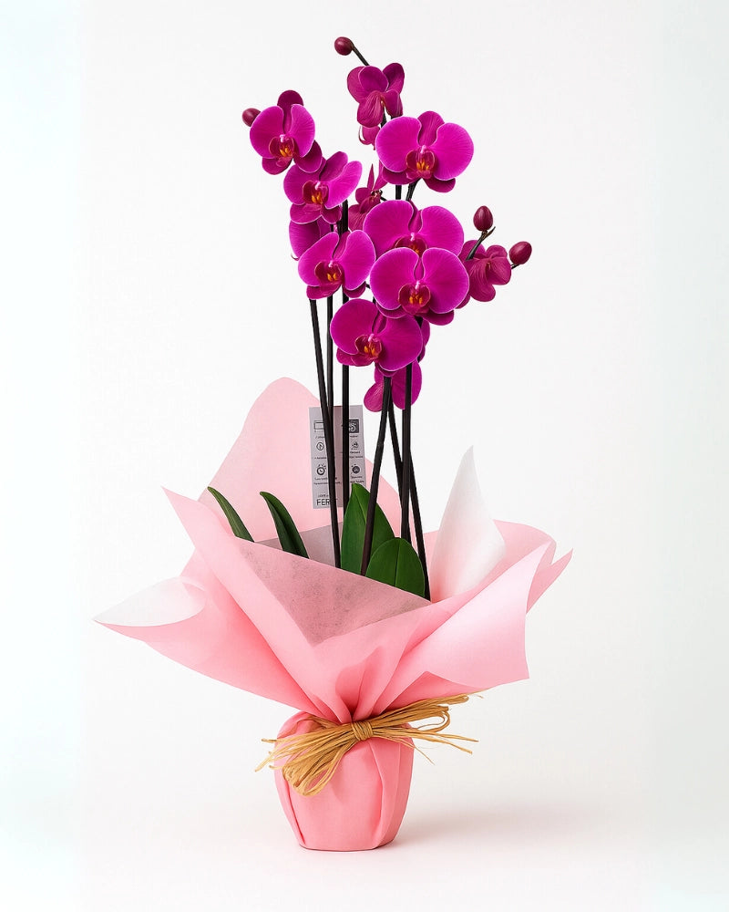Orquídea Phalaenopsis morada premium para regalar con envoltorio elegante