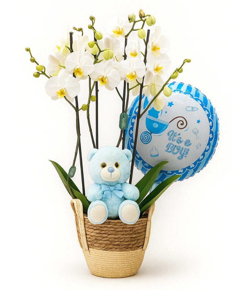 Cesta con orquídeas blancas, peluche azul y globo "It's a boy" de Flores La Paz