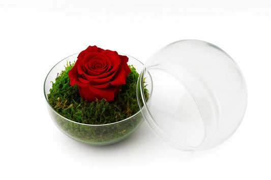 Rosa eterna roja en cúpula transparente sobre base de musgo natural, presentada por Flores La Paz en Madrid. Ideal para regalar amor duradero y sin mantenimiento.