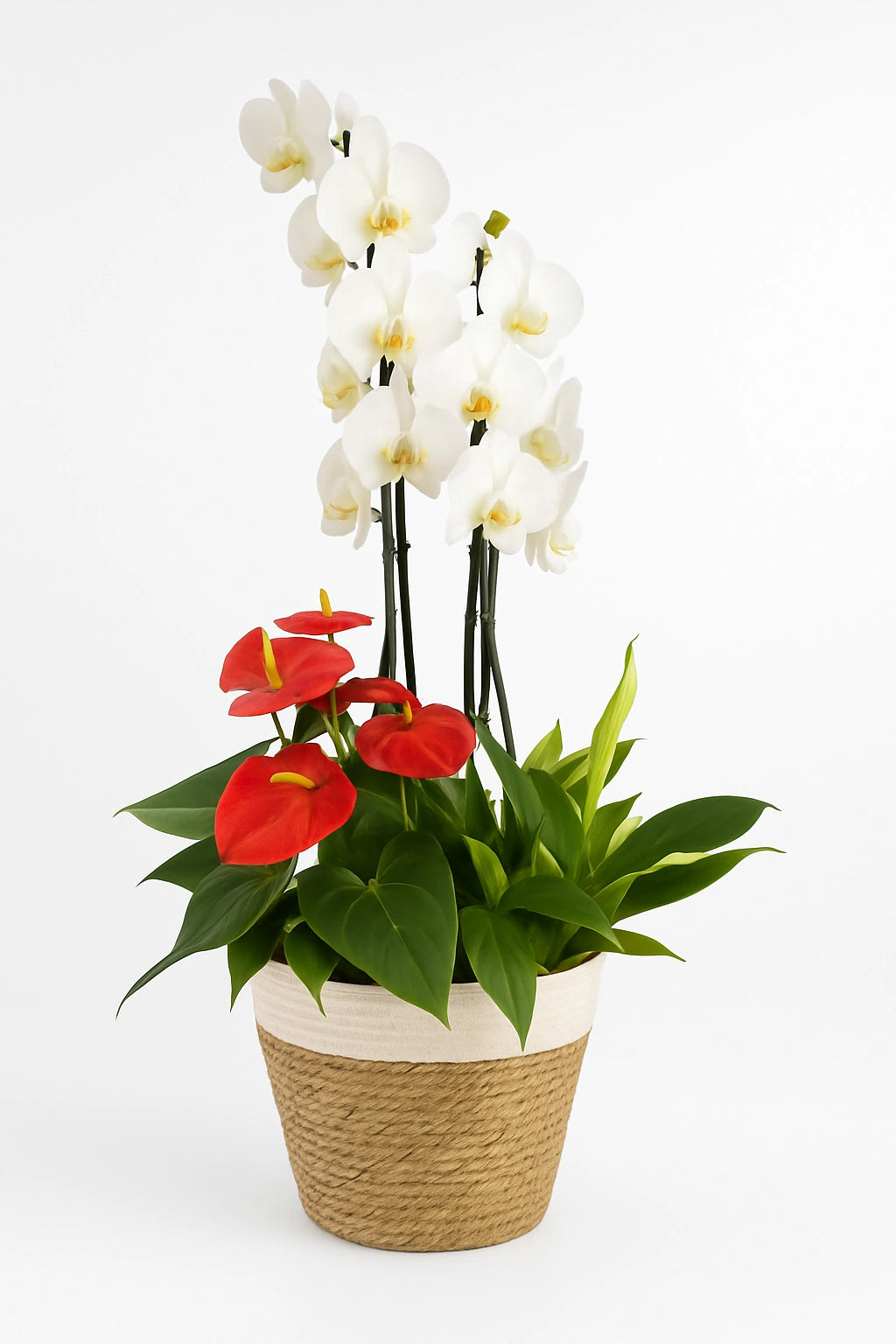 Arreglo floral ZENICA con orquídeas y Anturio, entrega a domicilio en Madrid