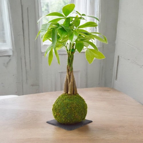 Kokedamas