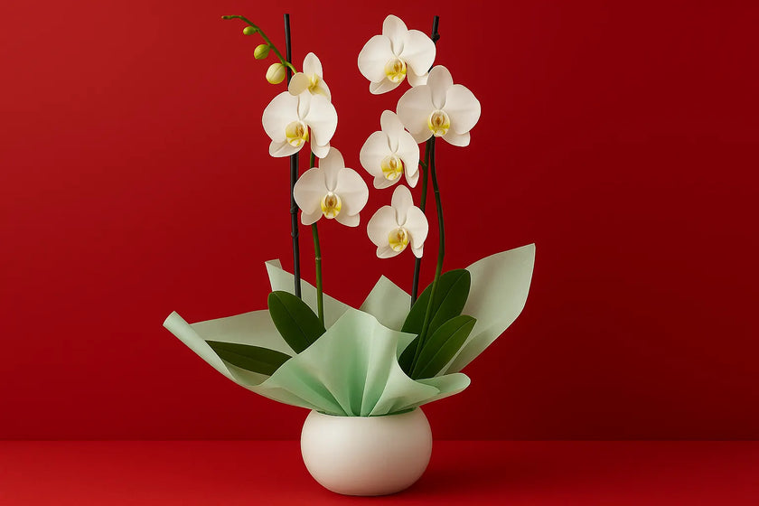 Colección Orquídeas 