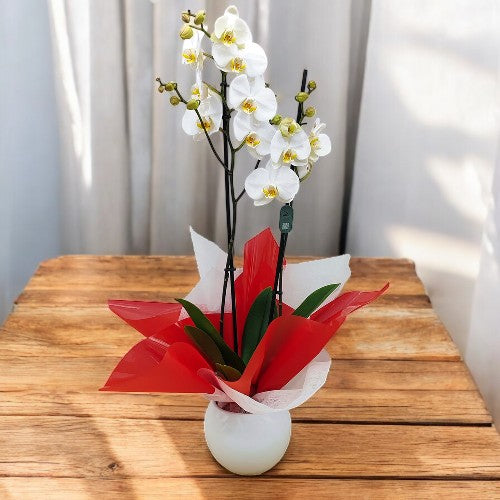 Colección Orquídeas 