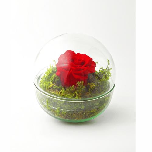 Colección Rosas Eternas