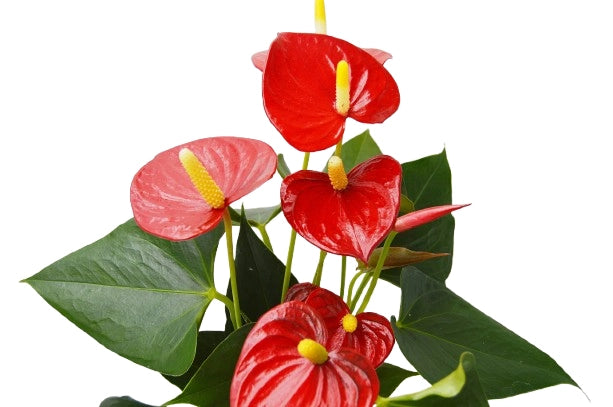 Hojas de la planta de Anthurium en Kokedama