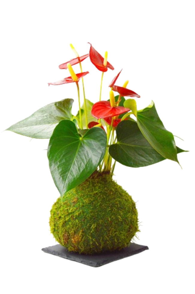 Planta de Anthurium en  Kokedama