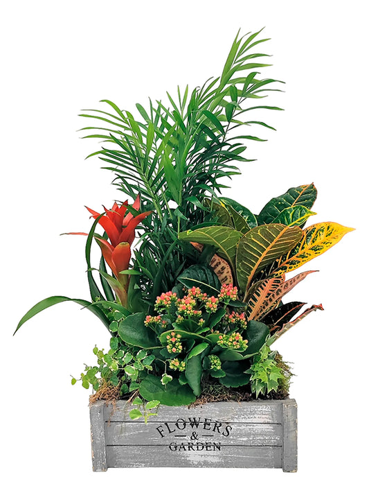 caja de plantas mediana con 6 plantas de interior