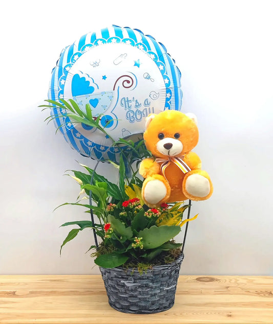 Cesta de plantas con globo y peluche para nacimiento azul