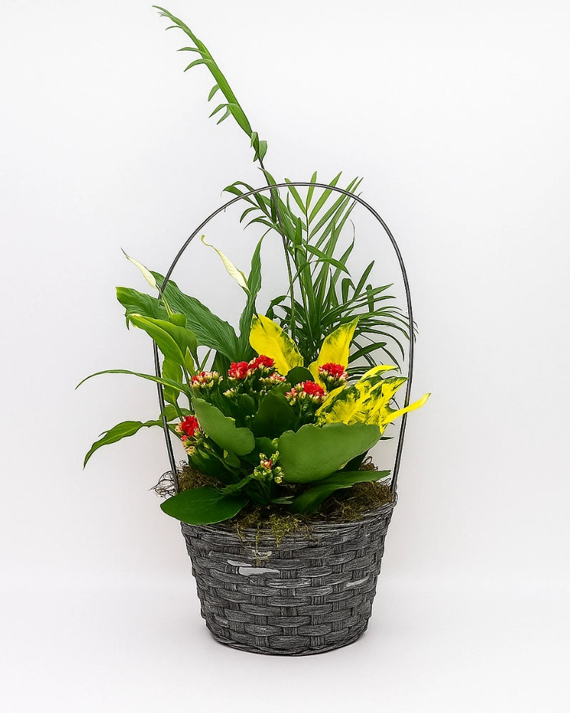 Cesta de plantas S