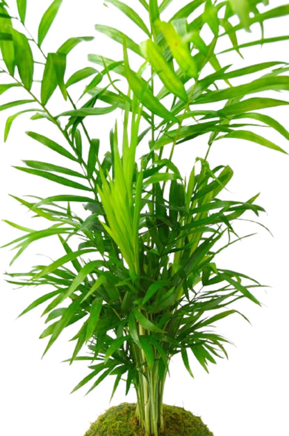 Kokedama Chamaedorea de cerca 
