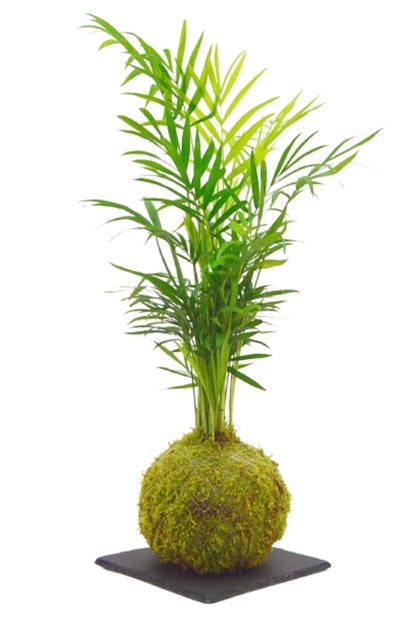 Chamaedorea Kokedama en Madrid 