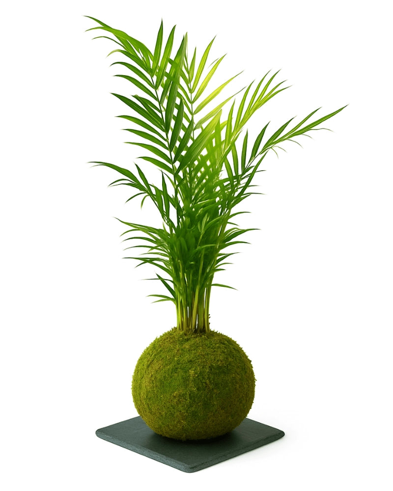 Chama Kokedama