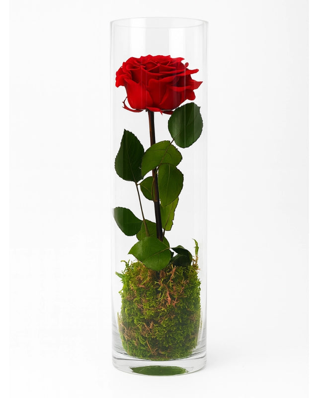 Rosa eterna roja de tallo largo en tubo de cristal de 35 cm, con base de musgo – Flores La Paz