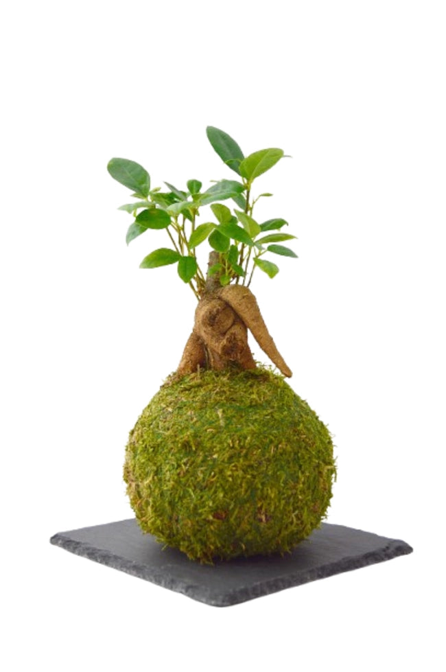 Ficus Ginseng Kokedama