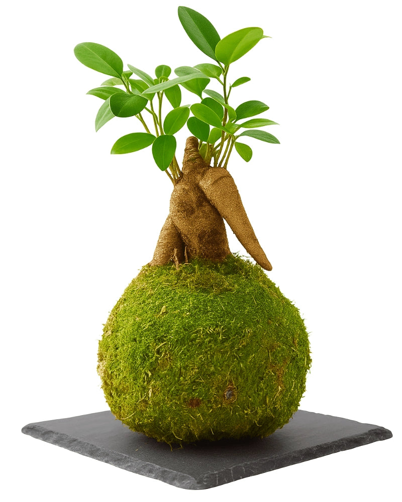 Ficus Ginseng mini Kokedama