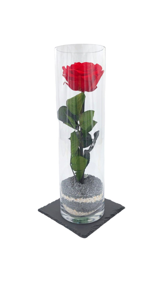 Rosa Tubo grande