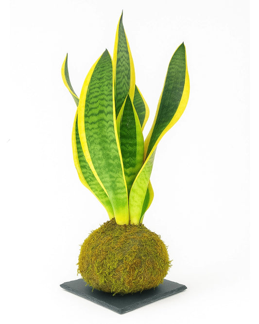 Sansevieria Kokedama