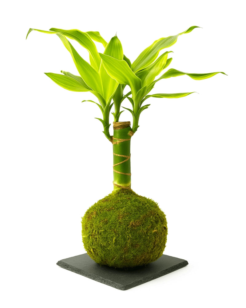 Tronco De Brasil Kokedama