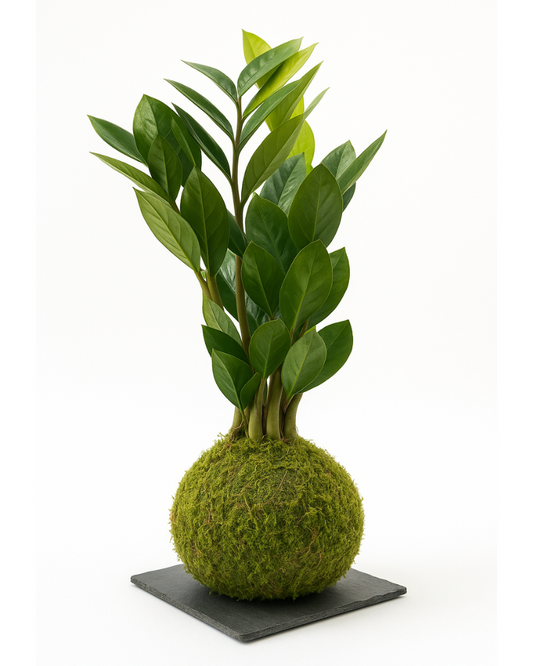 Zamioculca Kokedama