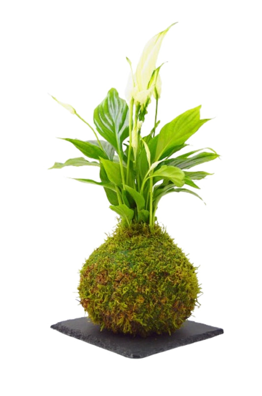 Spathiphyllum Kokedama en Madrid