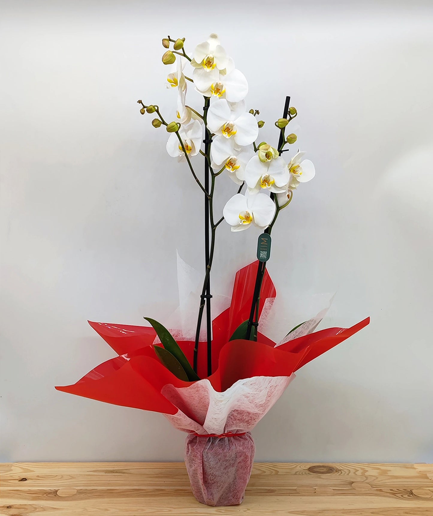 Orquídea Phalaenopsis Blanca de 2 varas de Flor