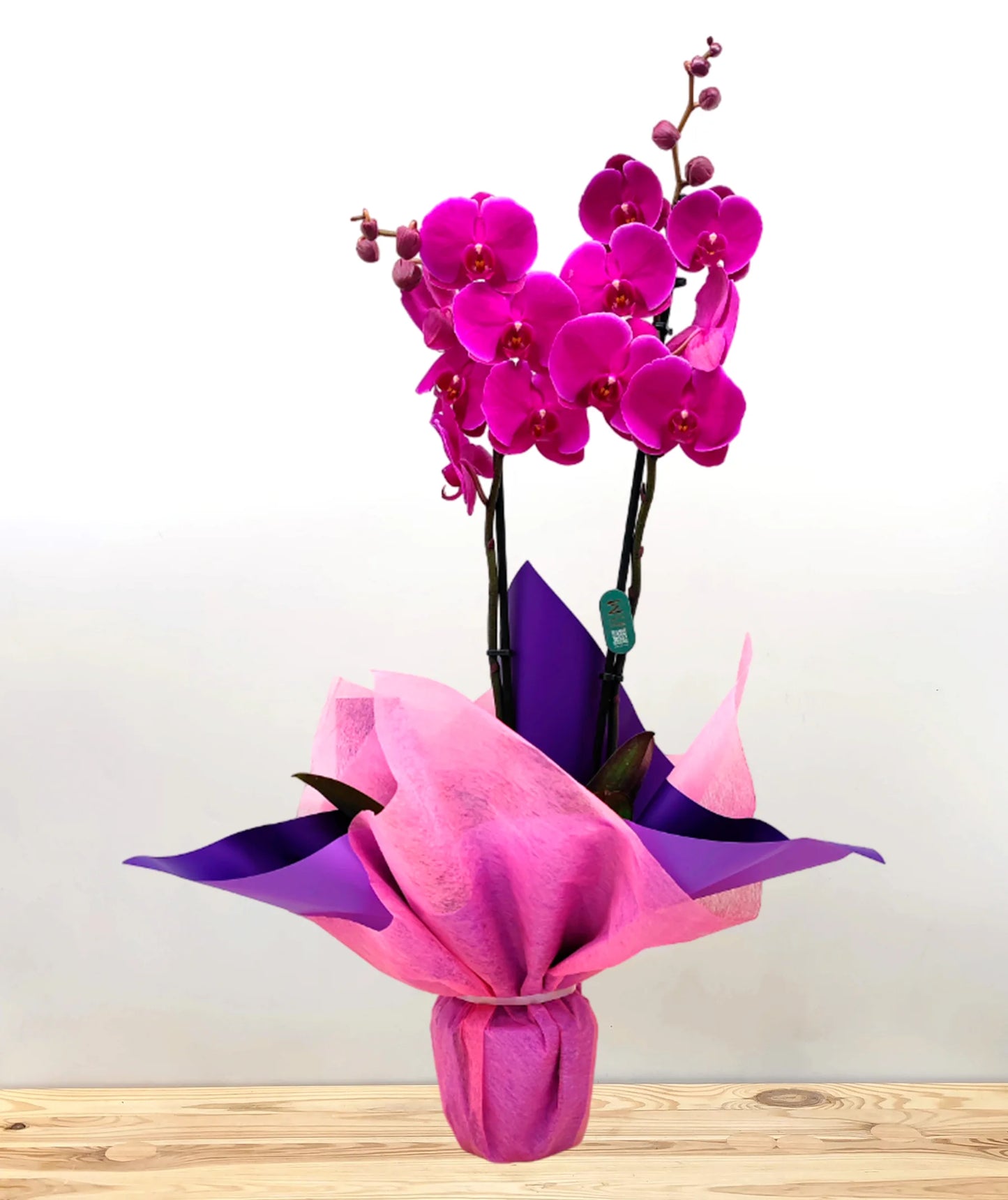 orquídea de dos varas morada