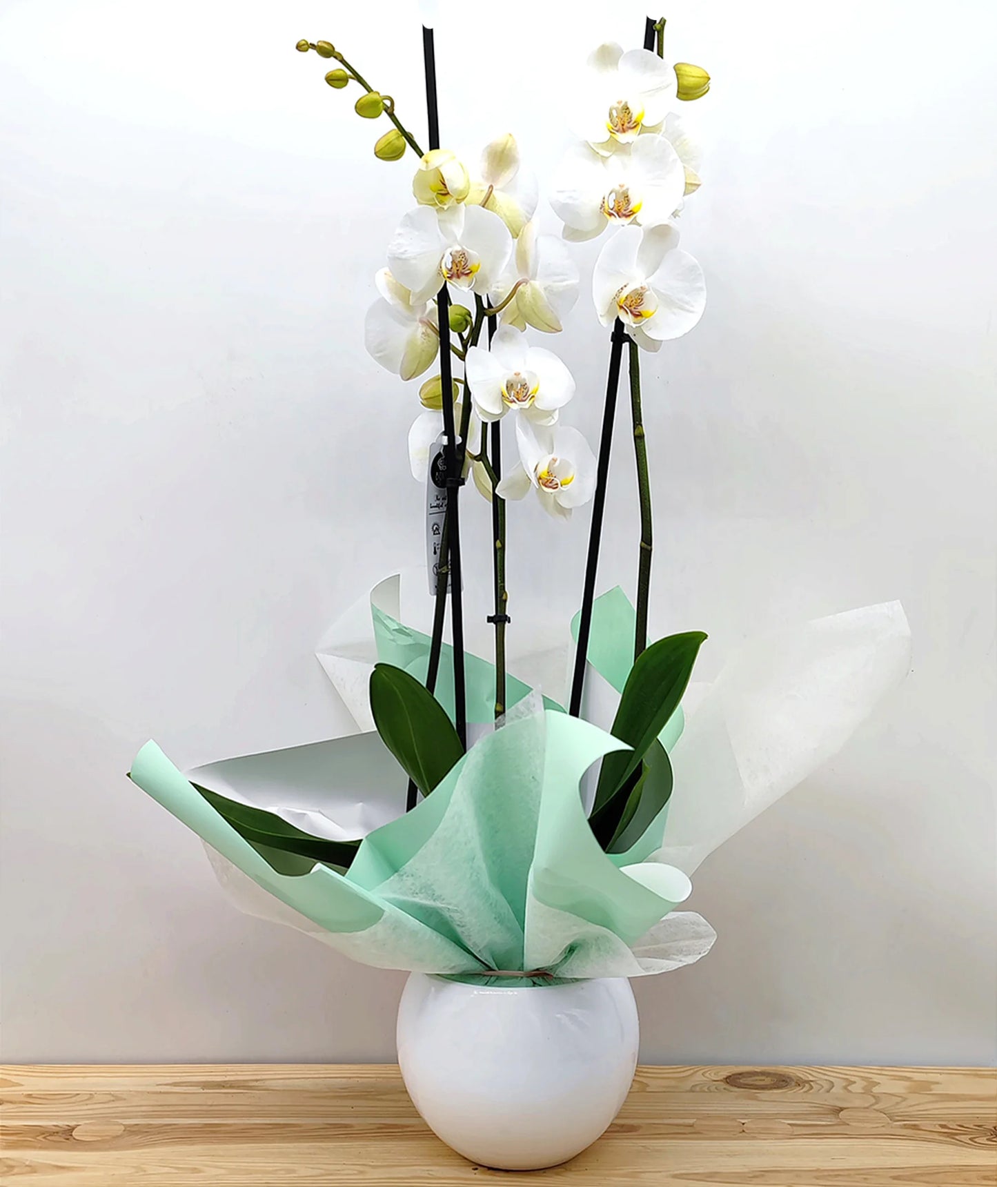 Orquídea Blanca PREMIUM