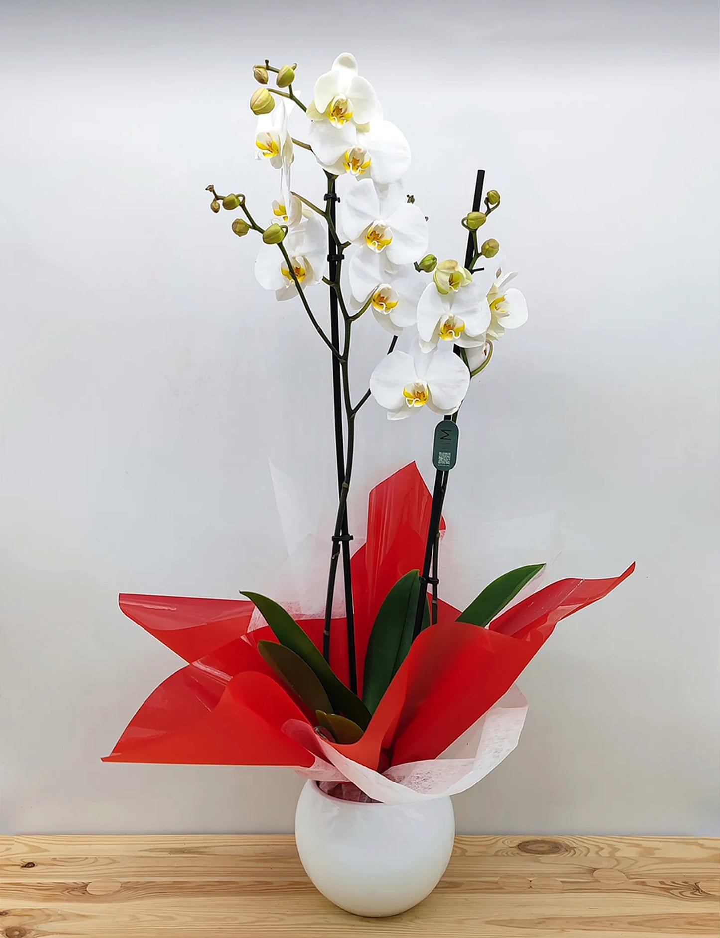 Orquídea Phalaenopsis Blanca de 2 varas de Flor