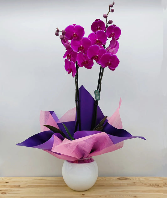 Orquídea con base cerámica